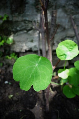 雨上がりの庭 le jardin apres la pluie _e0206902_5395541.jpg
