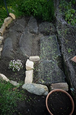 雨上がりの庭 le jardin apres la pluie _e0206902_5403084.jpg