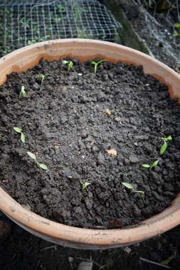 雨上がりの庭 le jardin apres la pluie _e0206902_541327.jpg