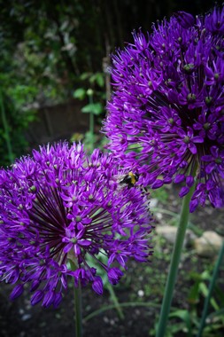 雨上がりの庭 le jardin apres la pluie _e0206902_542647.jpg