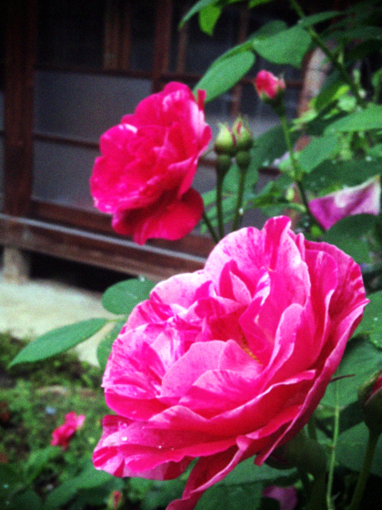 d0077603_105257.jpg