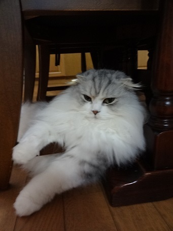 よくわからない多肉2と偉そうな感じの猫。。_c0178104_08163500.jpg