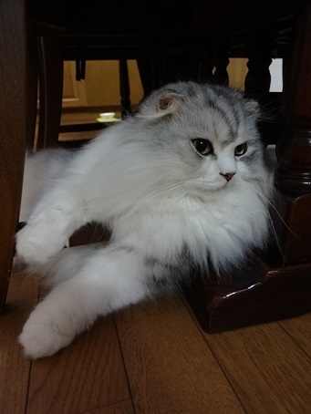 よくわからない多肉2と偉そうな感じの猫。。_c0178104_08173690.jpg
