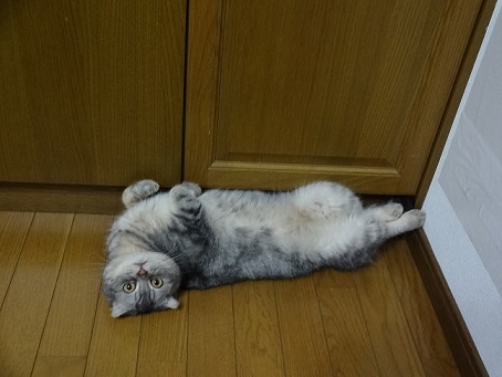よくわからない多肉2と偉そうな感じの猫。。_c0178104_08182251.jpg
