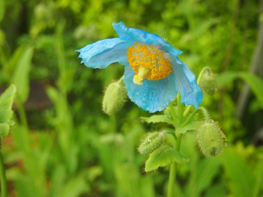 箱根　湿生花園の｢ヒマラヤの青いけし｣(2015.05.19)_e0245404_2384674.jpg