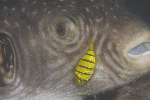 コガネシマアジ幼魚 Saridive桟橋 潜りたおし