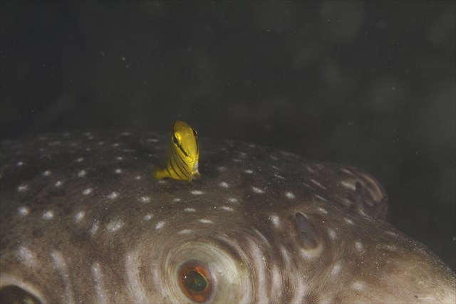 コガネシマアジ幼魚 Saridive桟橋 潜りたおし
