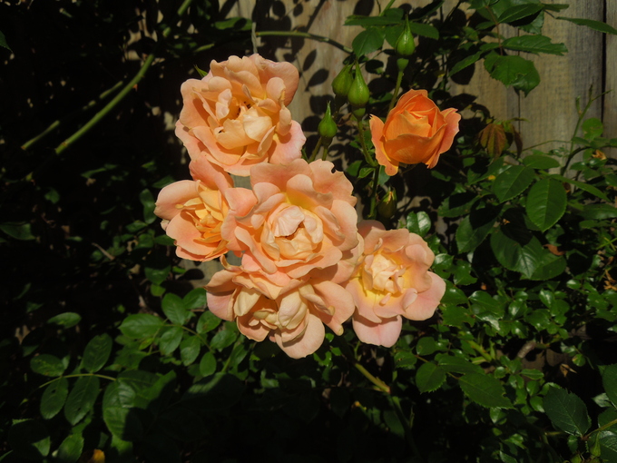 f0297809_239522.jpg