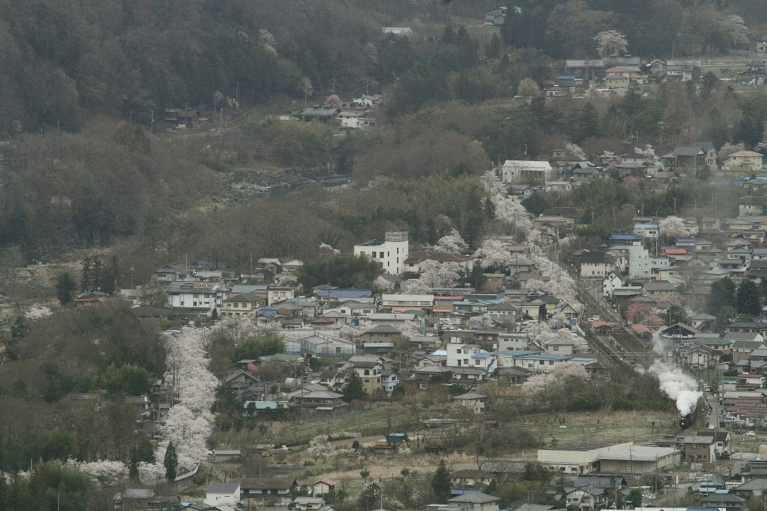 一目千本…には届かないけど - 2015年桜・秩父 - _b0190710_6551330.jpg
