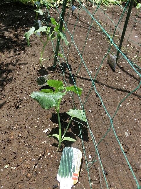 「土づくり」が心配だが、今年も野菜苗を植えた我が家のミニ菜園_f0141310_761955.jpg