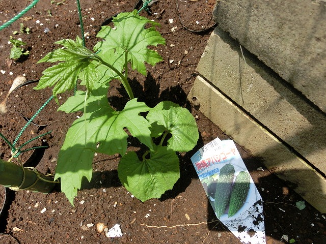 「土づくり」が心配だが、今年も野菜苗を植えた我が家のミニ菜園_f0141310_76310.jpg