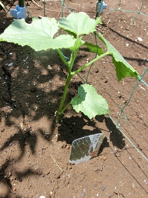「土づくり」が心配だが、今年も野菜苗を植えた我が家のミニ菜園_f0141310_763253.jpg