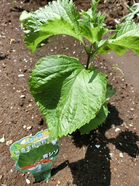 「土づくり」が心配だが、今年も野菜苗を植えた我が家のミニ菜園_f0141310_774739.jpg