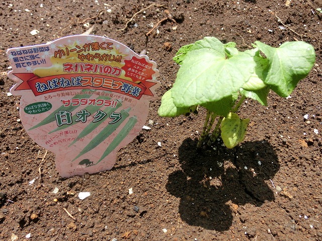 「土づくり」が心配だが、今年も野菜苗を植えた我が家のミニ菜園_f0141310_775411.jpg