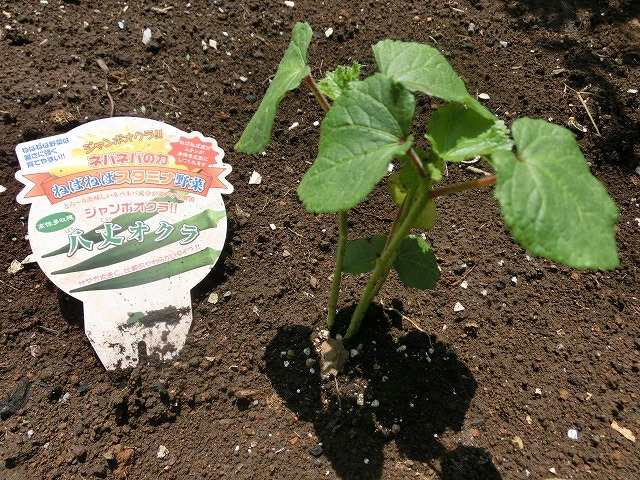 「土づくり」が心配だが、今年も野菜苗を植えた我が家のミニ菜園_f0141310_78442.jpg