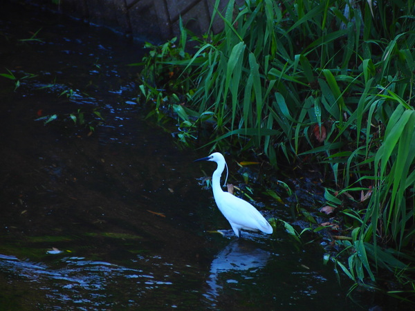 小川の岸辺に飛ぶツバメと、こさぎ　’15/05/21_d0048812_140353.jpg