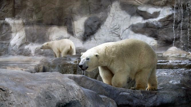 ロシア・カザン市動物園がブラジル・サンパウロ水族館のピリグリムとオーロラの売却否定に追い込まれる_a0151913_0391967.jpg