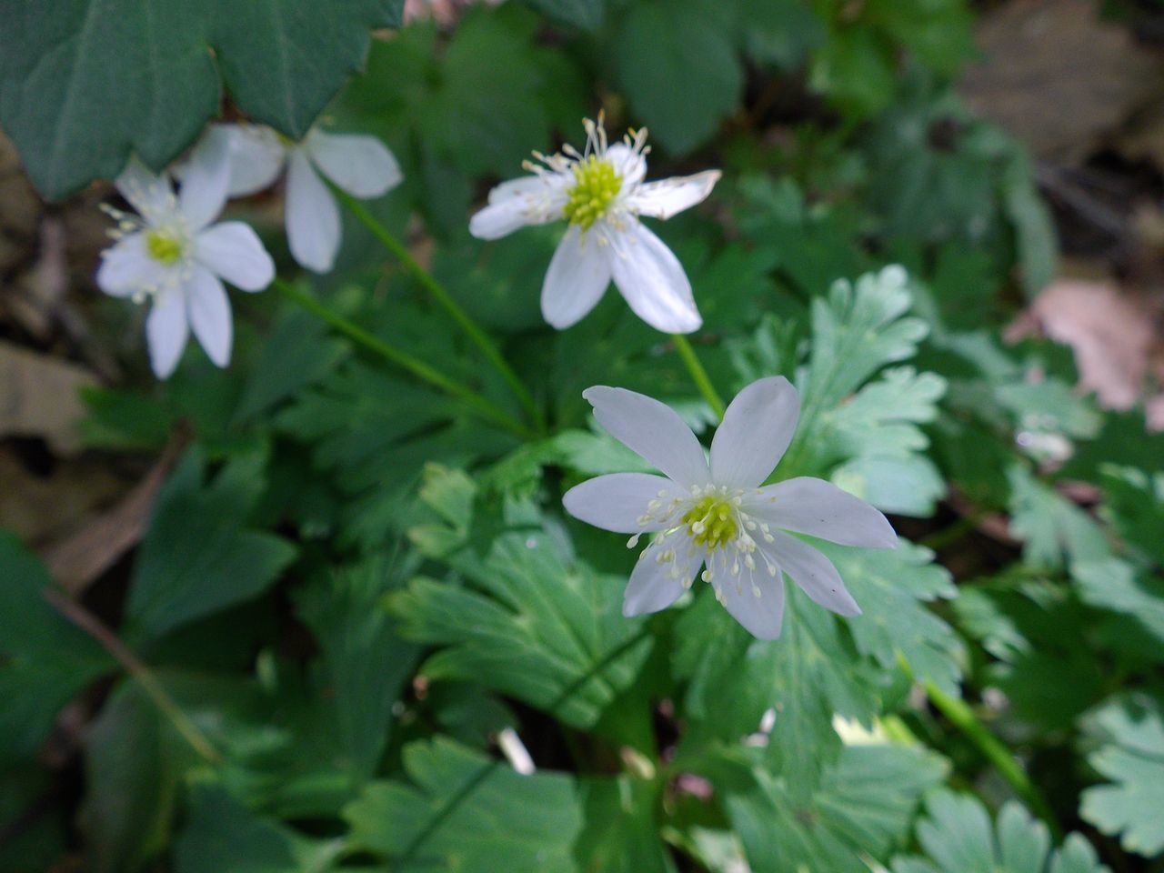白い花の春_c0025115_19144445.jpg