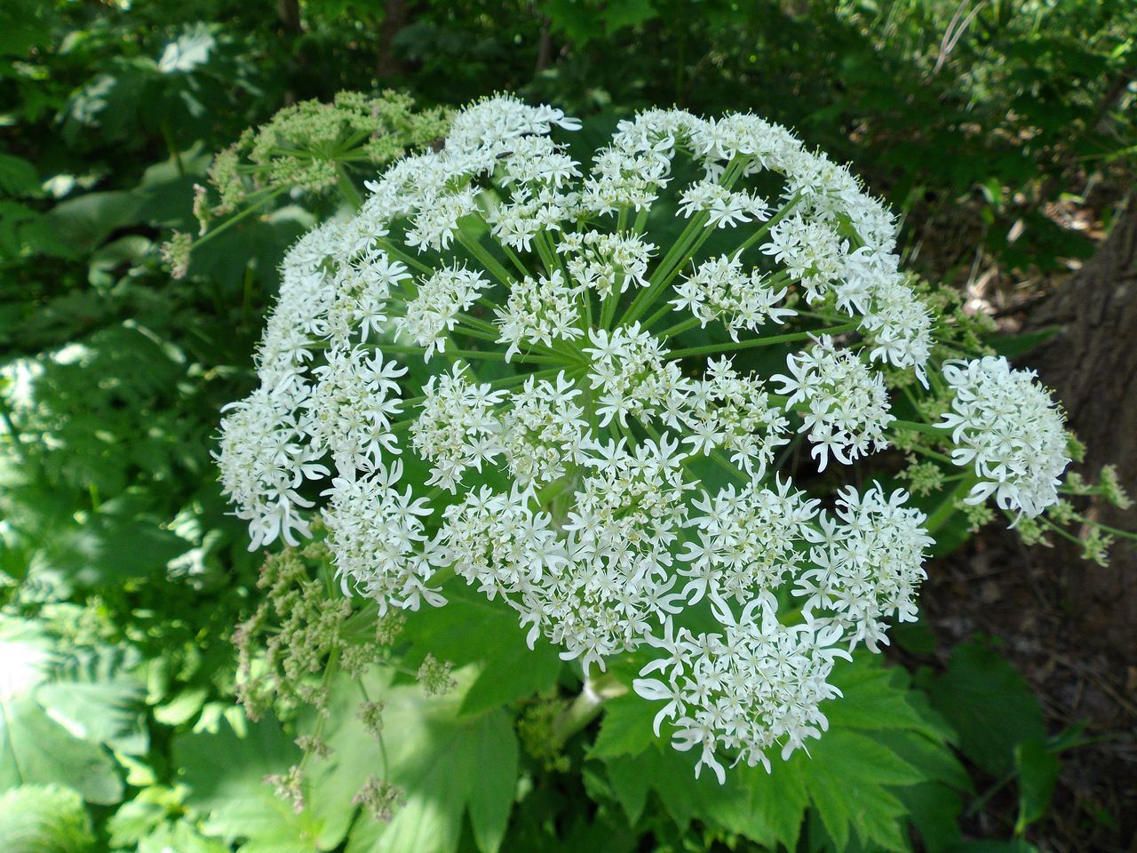 白い花の春_c0025115_19144667.jpg
