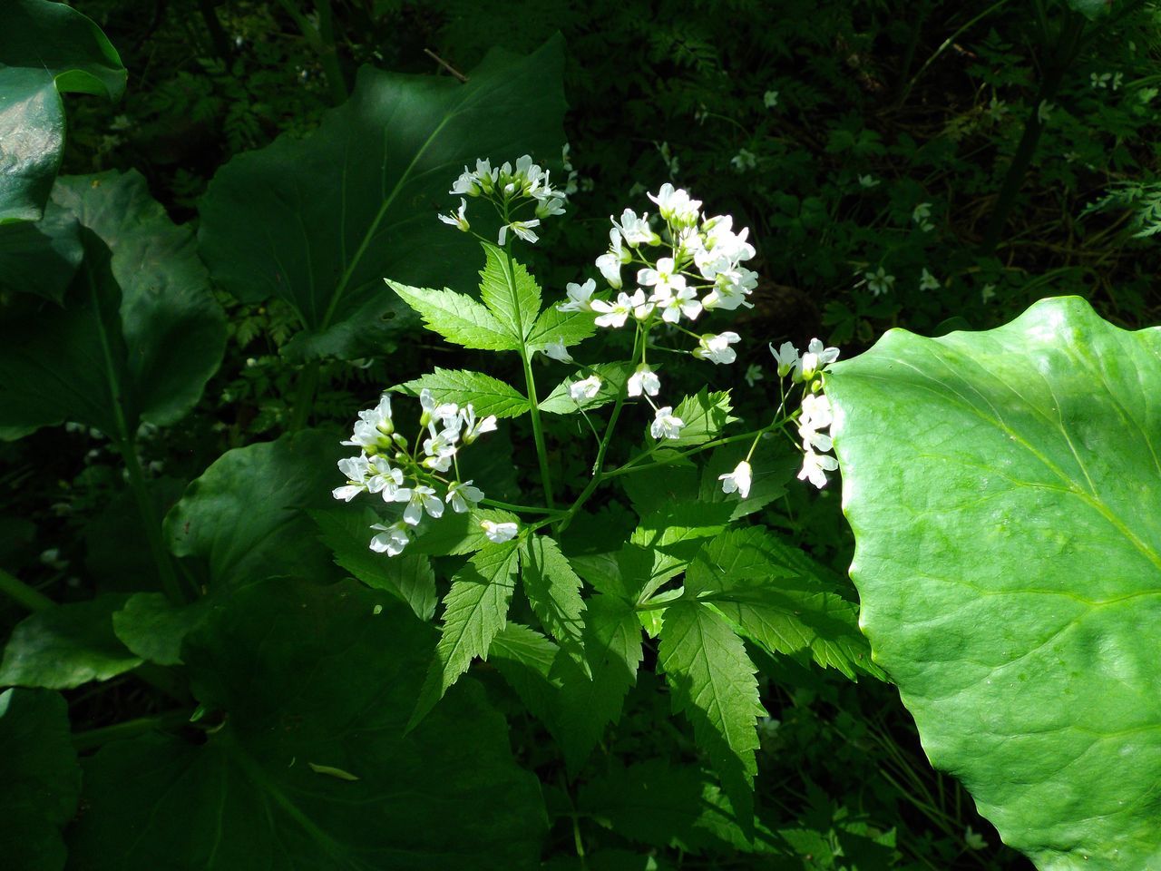 白い花の春_c0025115_19144861.jpg