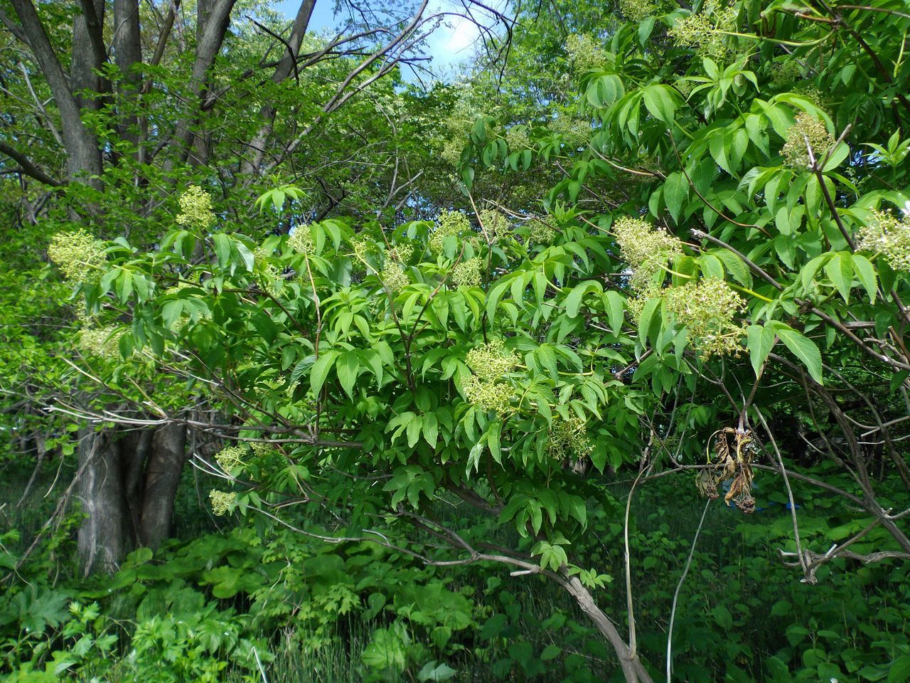 白い花の春_c0025115_19145672.jpg