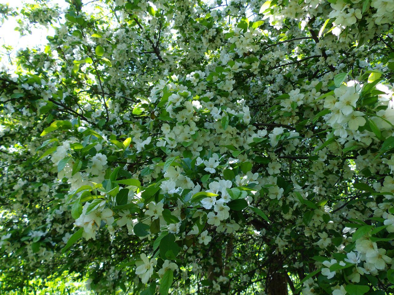 白い花の春_c0025115_19145865.jpg