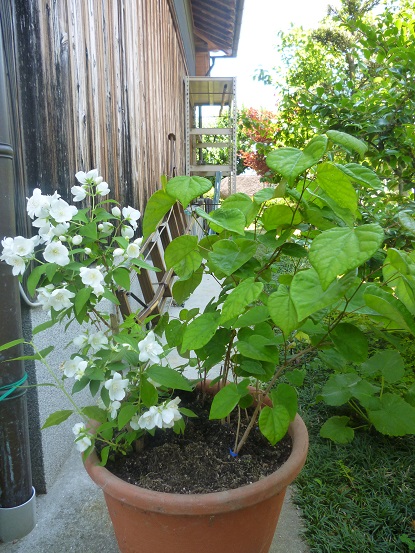 またまた バイカウツギの寄せ植え ひとりごと