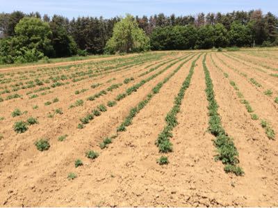 2015 5 17じゃがいも土寄せ時期 野菜日誌旧明野村