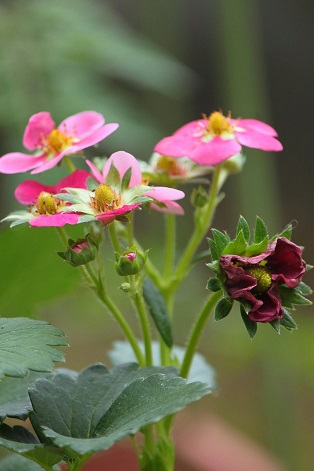 ピンクの花びらのイチゴとテイカカズラ_a0300923_1131233.jpg