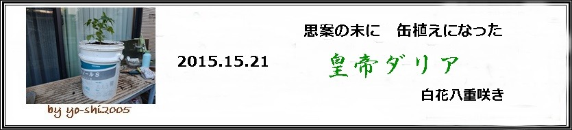 缶植え皇帝ダリア_e0033229_21301454.jpg