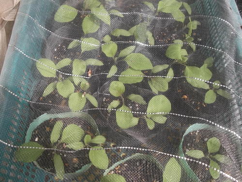 ハワイ旅行に出発..野菜苗の運命は!_b0137932_10113172.jpg