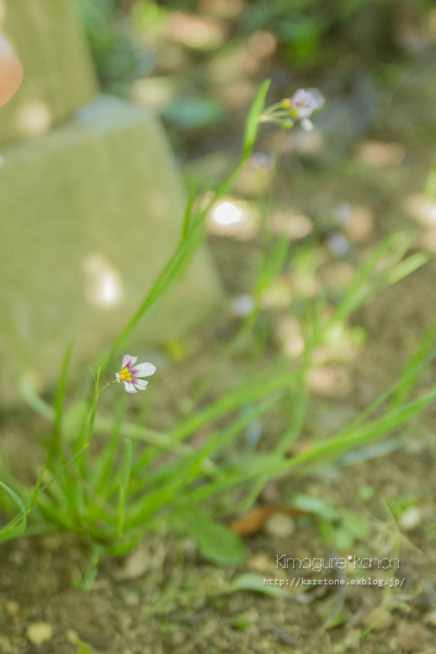 *初夏の香りの中で*_b0197639_2233536.jpg