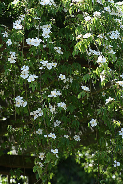  ＜草ぶえの丘バラ園＞ヤマイバラ（Rosa sambucina Koidzumi）_f0271343_09340834.jpg