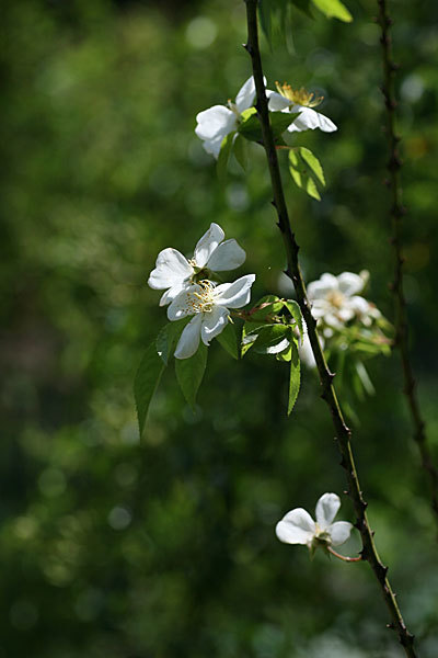  ＜草ぶえの丘バラ園＞ヤマイバラ（Rosa sambucina Koidzumi）_f0271343_09350094.jpg