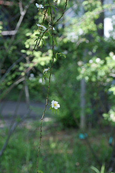  ＜草ぶえの丘バラ園＞ヤマイバラ（Rosa sambucina Koidzumi）_f0271343_09365077.jpg