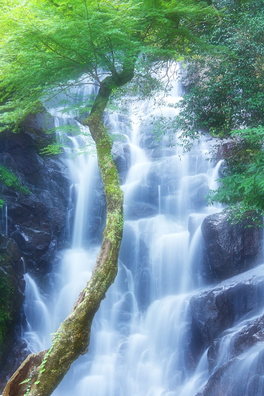 楓の古木と白糸の滝_a0060550_1220304.jpg