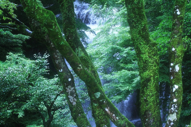 楓の古木と白糸の滝_a0060550_15291919.jpg