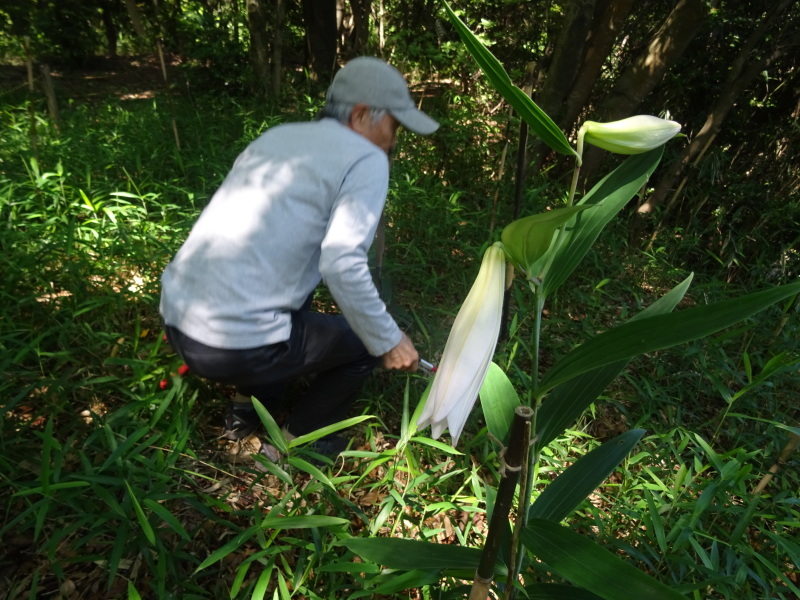元気な笹や草と格闘中 in うみべの森_c0108460_18363278.jpg