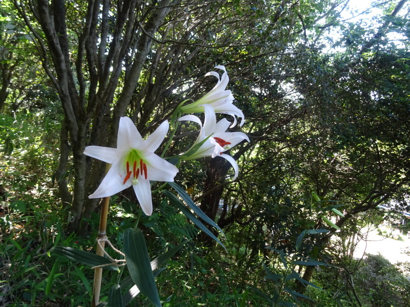 ササユリが７輪　今年初めて咲きました　in　うみべの森_c0108460_21282497.jpg