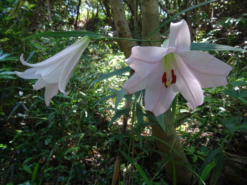 ササユリが７輪　今年初めて咲きました　in　うみべの森_c0108460_21283373.jpg