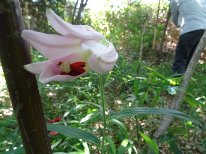 ササユリが７輪　今年初めて咲きました　in　うみべの森_c0108460_21372641.jpg