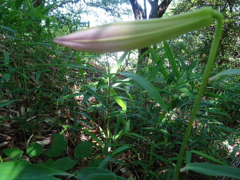 ササユリが７輪　今年初めて咲きました　in　うみべの森_c0108460_21410437.jpg