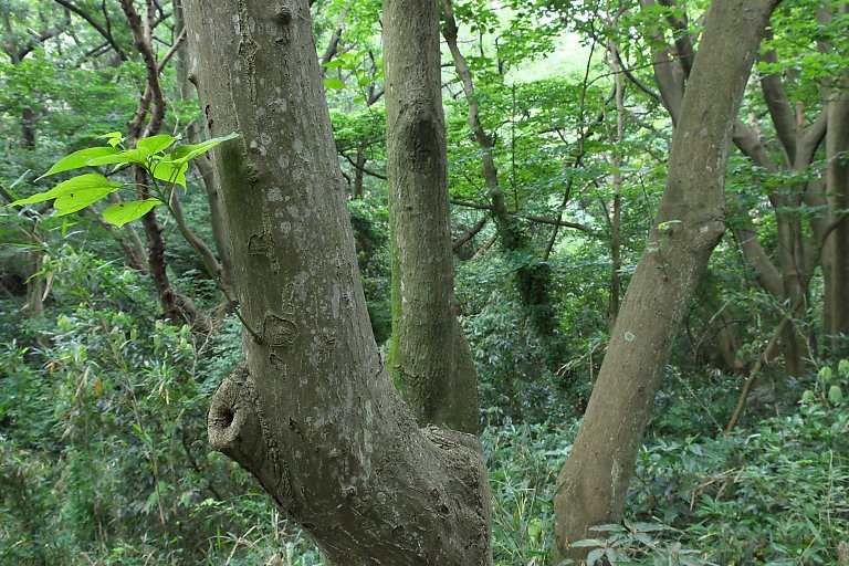 横浜　舞岡公園（5月18日）_c0057265_252447.jpg