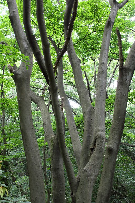 横浜　舞岡公園（5月18日）_c0057265_253630.jpg