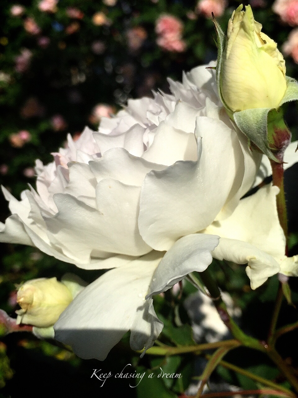 河本薔薇園の魅力的な薔薇_c0369367_13172651.jpg