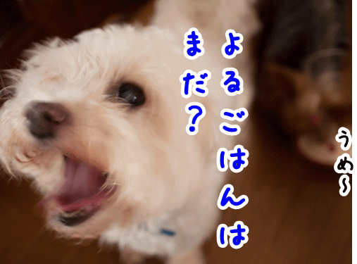 e0248268_01560395.gif
