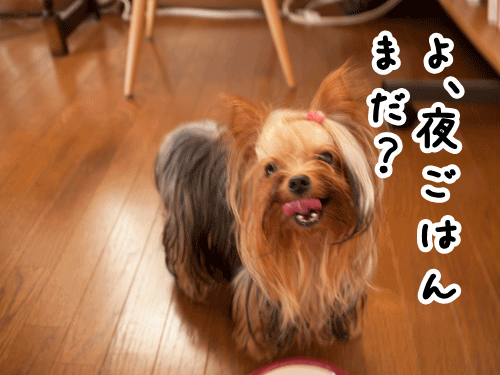 e0248268_01562266.gif