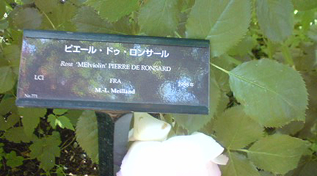 横浜イングリッシュガーデン 薔薇図鑑_e0115872_87755.jpg