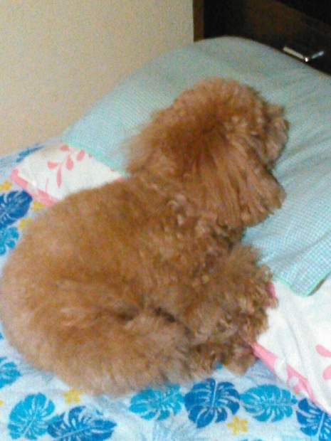 イブちゃんどけてくれない?_c0162773_09555384.jpg