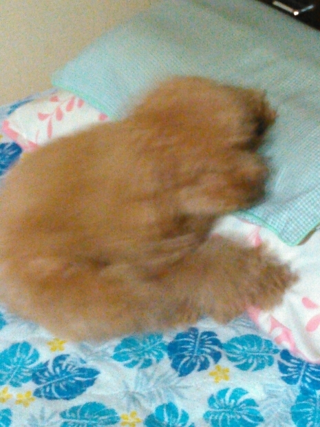 イブちゃんどけてくれない?_c0162773_09555618.jpg